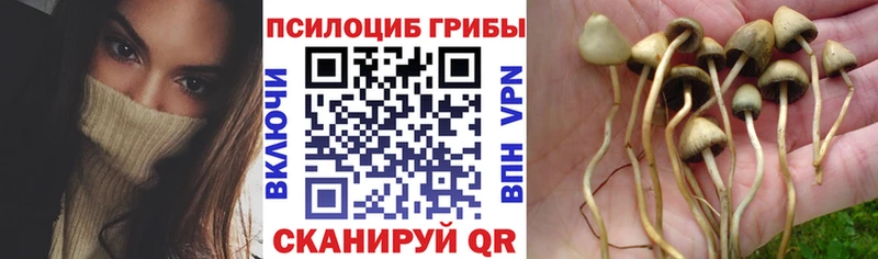 продажа наркотиков Моршанск Псилоцибиновые грибы прущие грибы